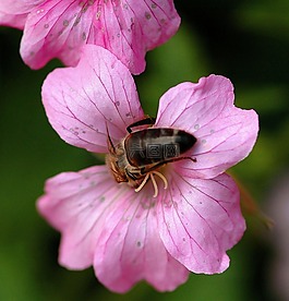 蜜蜂,花,自然