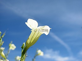花卉,海灘,白