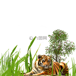 虎,動物,休息