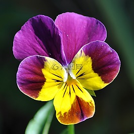 花,紫色,花園