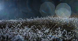 灌木叢,雪,分支
