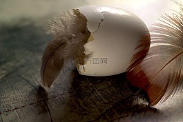 春天,緩解,雞蛋
