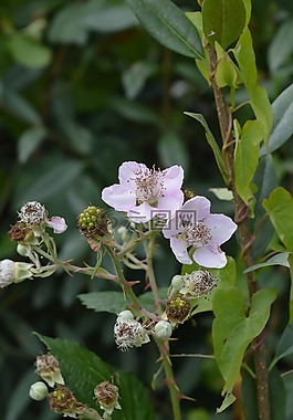 野生黑莓,性質(zhì),廠