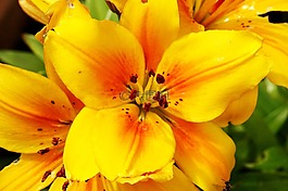 花園,黃色,花