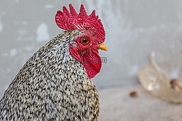 鳥,公雞,寵物