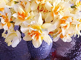 黃色花,春,夏天