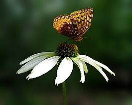 雛菊,蝴蝶,花