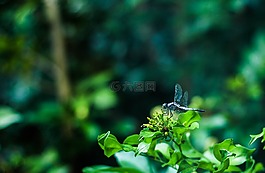 蜻蜓,性質(zhì),樹