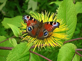 蝴蝶,花,昆蟲