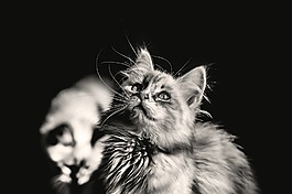 猫,家庭年轻的猫,小猫