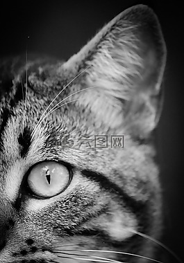 貓,眼,動(dòng)物