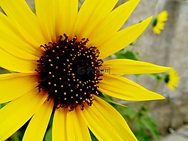 花,向日葵,重點(diǎn)