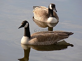 加拿大鵝,對,野生動物