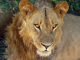 獅子,野生,野生動物