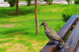 性質,鳥,鴿子