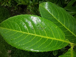 植物,葉,葉子