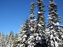樹,冬天,雪