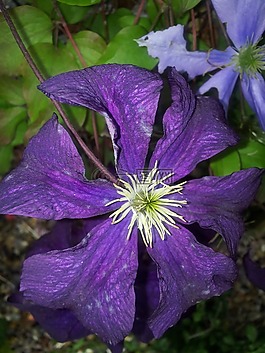 鐵線蓮,紫色,花