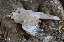 帕洛马,死鸽子,鸟