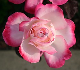 玫瑰,粉紅色,花瓣