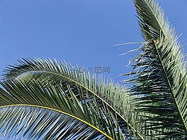 天空,樹,藍色