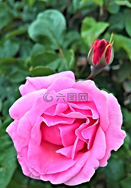 玫瑰,花,開花