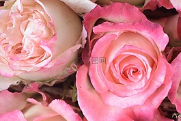 羅莎,花,花瓣