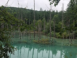 北,海,道