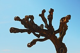 樹,天空,藍色