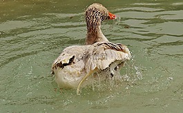 鵝,wildpark 地點(diǎn),濺