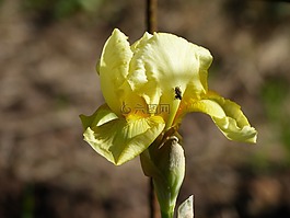 虹膜,黄色,飞
