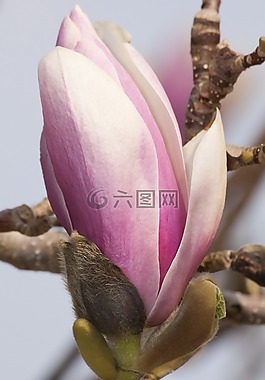玉兰,开花,布什