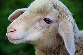 羔羊,羊,年輕的動物
