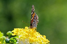 鮮花,萬壽菊,蝴蝶