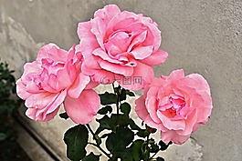 ruzovy,粉紅色,薔薇花