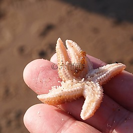 海星,手,手指