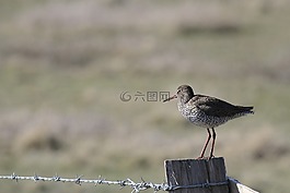 redshank,澤福格爾,北弗里斯蘭