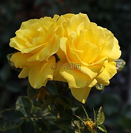 花,玫瑰,黃色