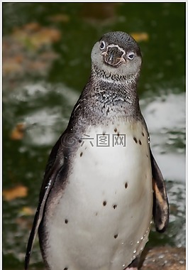 企鵝,好奇,鳥(niǎo)