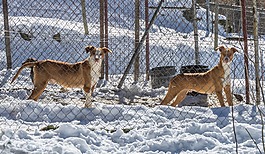 狗,雪,冬天