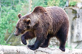 熊,野生動物,野生