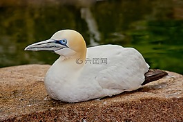 鳥,飛,動物