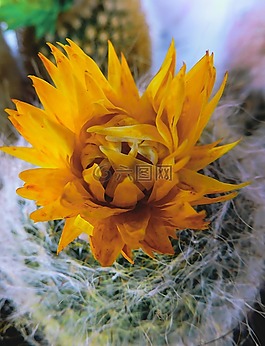 仙人掌,黃色,花