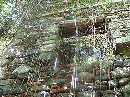 廢墟,葡萄藤,石