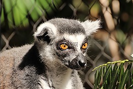 狐猴,動物,環尾狐猴