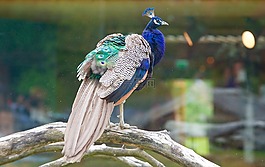 孔雀,鋼筆,鳥