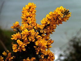 噤,furze,黃色