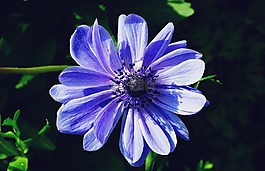 花,海葵,藍(lán)色