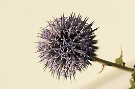 薊,開(kāi)花,銀