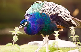 孔雀,鋼筆,鳥